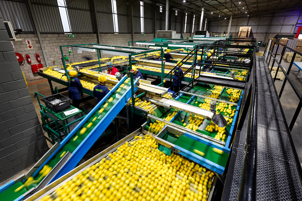 boomshak-marketing-production-video-photography-freshco-freshgro-citrus-addo-corporate-00019